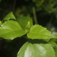 Wollastonia biflora (L.) DC.